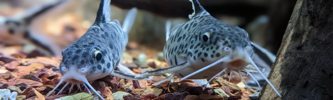 2 cuckoo catfish