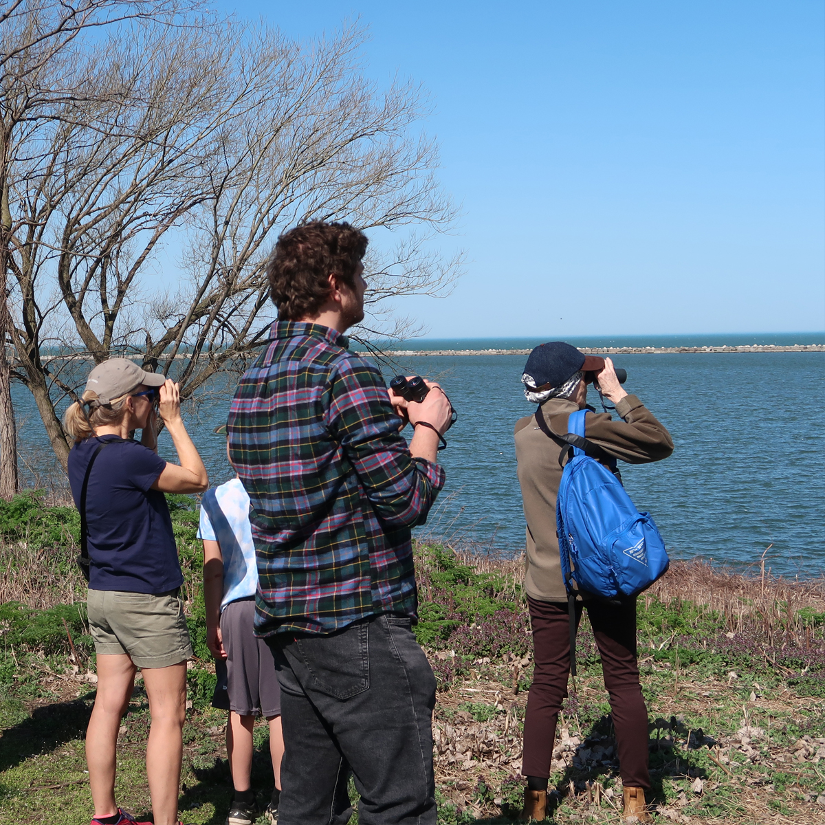 Birdwatching by Lake Erie