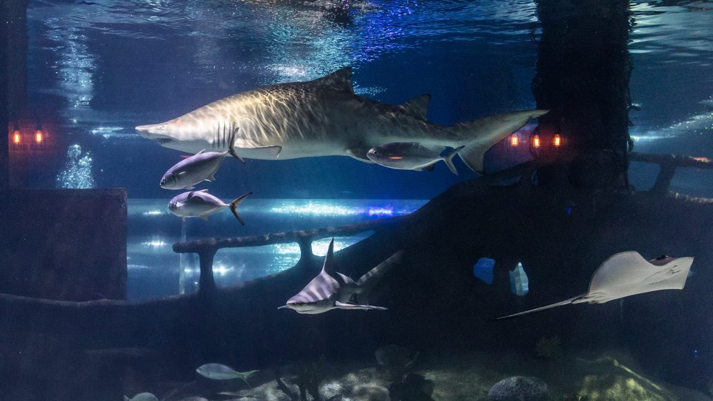 Sharks and stingrays at Greater Cleveland Aquarium.
