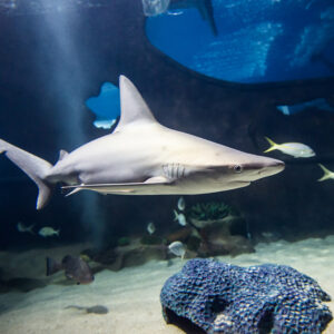 Sand bar shark at Greater Cleveland Aquarium.