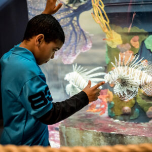 Middle schooler looking at lionfish at Greater Cleveland Aquarium.