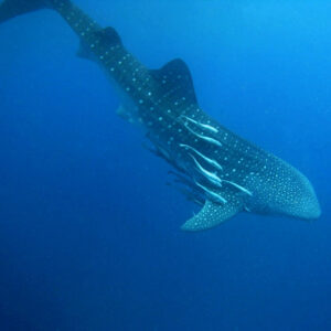 A whale shark swimming.