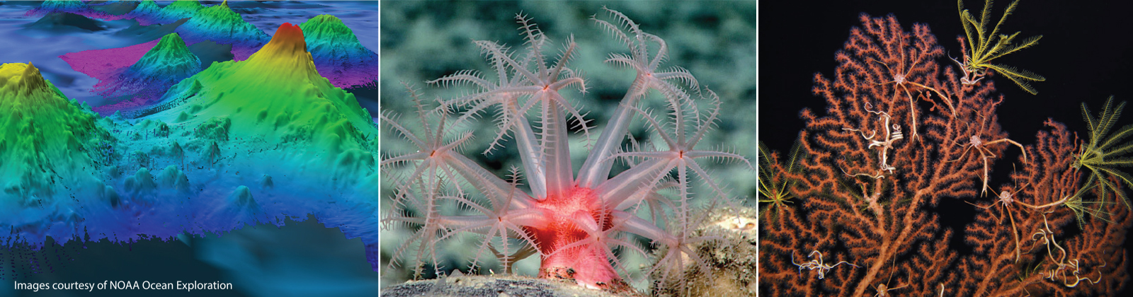 Oases of Life with NOAA