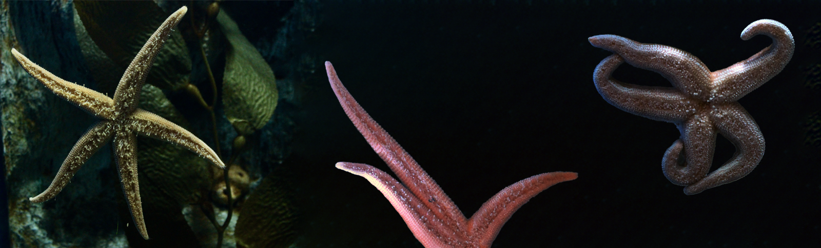 Waves of Appreciation Weekend