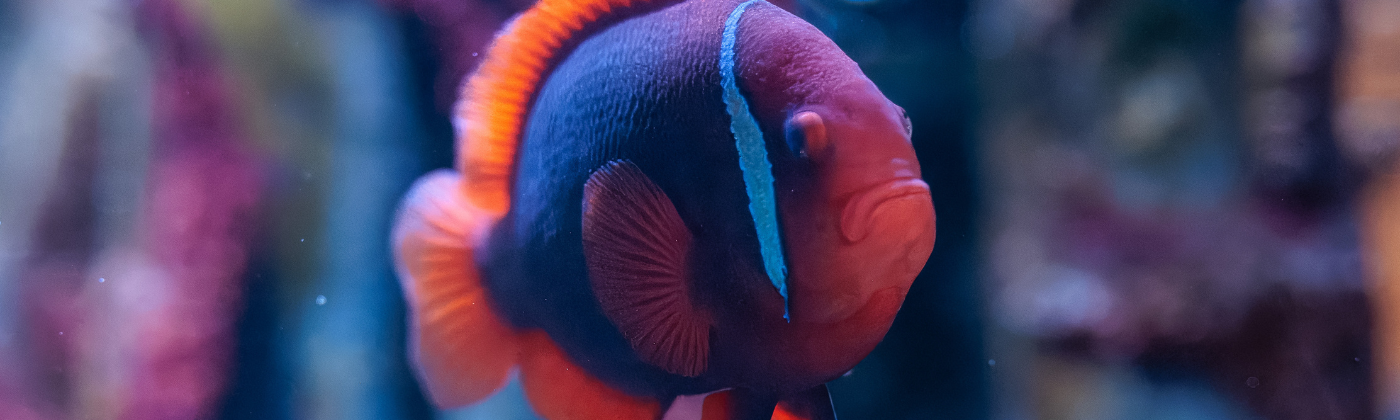 Tomato Clownfish