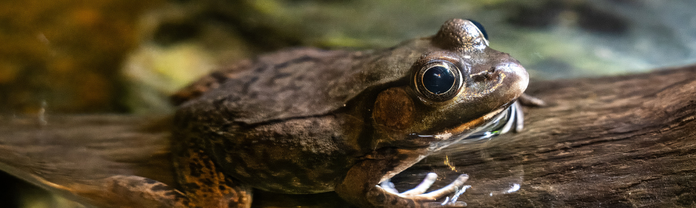Northern Green Frog